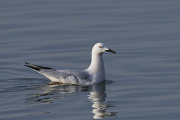 Obraz premium Slender-billed gull (Chroicocephalus genei)