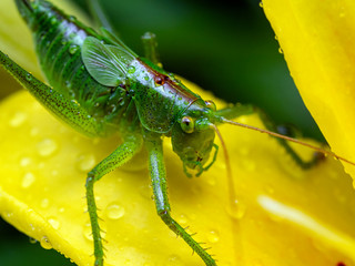 A green grasshopper sits on a yellow lily petal. Grasshopper and lily wet from the rain.