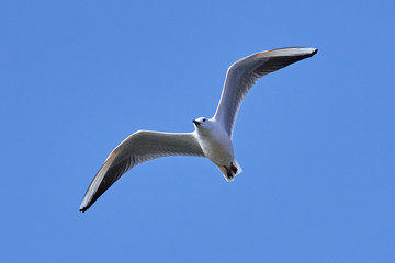 Slender-billed gull (Chroicocephalus genei)