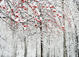 Panele Szklane  Jagody jarzębiny w śniegu