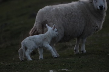 Obraz premium lambs and sheep