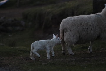 sheep and lamb
