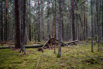 old broken tree trunk stump covered with moss in wet forest