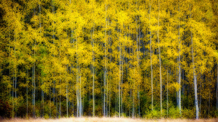 Group of Yellow Leaf Aspen Trees