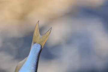 Spring fishing for river fish, fishing for jig.