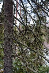 moss covered pine and spruce treeforest in winter with some earlie snow