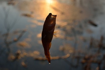 Summer fishing on the lake, Perccottus glenii