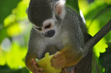 singe gourmand