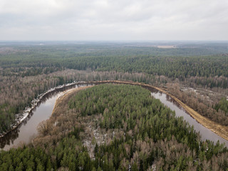 Naklejka premium River in winter forest with green trees from above. Aerial drone image of river Gauja in Latvia