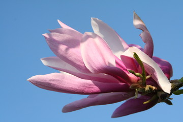 Magnolie, Magnolienblüten im Frühling