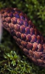 Close up of pine cone lying on green moss. Seasonal photo in the forest.