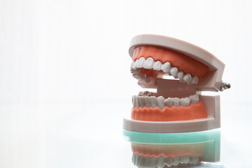 Denture or Teeth model use to teach dental care for patients in hospital or studen in dental school on white background