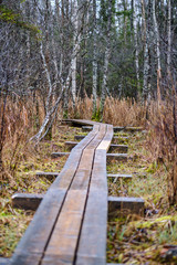 Fototapeta premium dark forest road in winter with partial snow and green moss