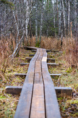 dark forest road in winter with partial snow and green moss