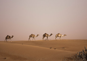 Fototapeta na wymiar Kamele in der Wüste