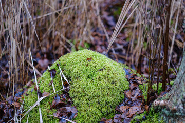 moss covered pine and spruce treeforest in winter with some earlie snow