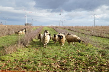 Obraz premium sheep weed control. Grazing Animals as Weed Control Agents. Grazing Sheep Herd in plantation of aronia shrubs and wind turbines background. Aronia chokeberries growing. Agricultural Marketing pictures