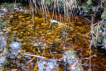 nature  abstract in autumn with old leaves in water