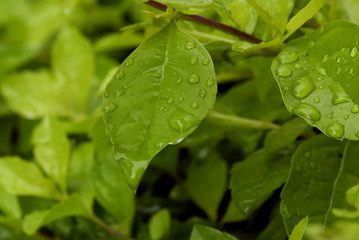 green leaf with drops of water
