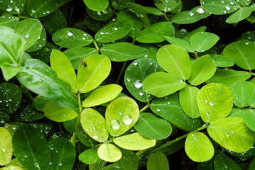 green leaves with rain drops