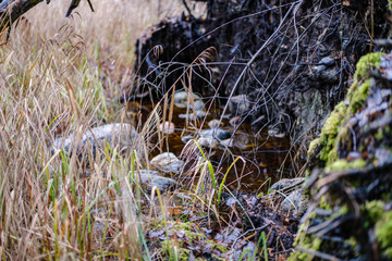 old broken tree trunk stump covered with moss in wet forest