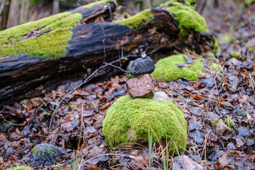 old broken tree trunk stump covered with moss in wet forest