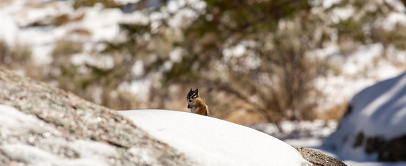 cute chipmunk in a snowy forest
