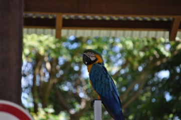perroquet