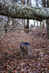 old broken tree trunk stump covered with moss in wet forest
