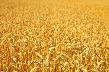 golden wheat field in summer