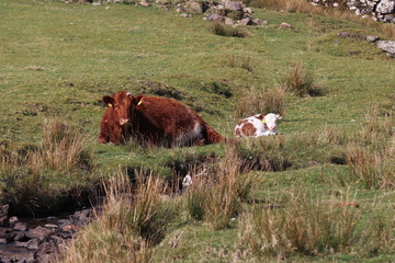 cow and lamb