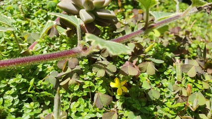plants in the garden