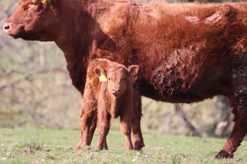 cow and calf