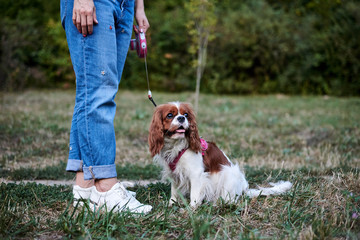 Lower body part, legs of woman, wearing blue jeans and white sneakers, holding small dog on a...