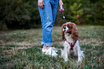 Lower body part, legs of woman, wearing blue jeans and white sneakers, holding small dog on a leash. Walking with cavalier king charles spaniel in park in summer.