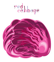 Fototapeta premium Red cabbage.