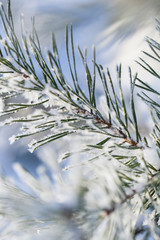 Closeup of pine tree branch covered with snow. Winter background with shallow depth of field.