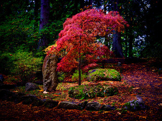 Fototapeta na wymiar Red leaves on a Japanese Maple in the Forest during Fall