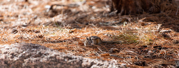 Mimetised chipmunk in a forest