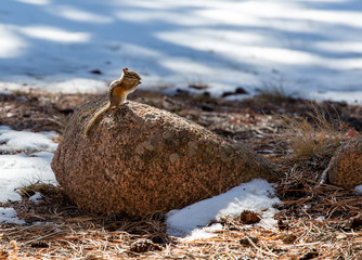 Chipmunk standing on a rock