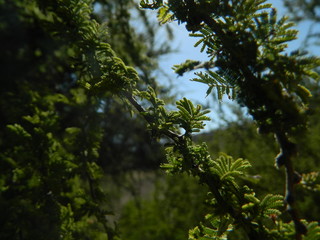 Fototapeta premium natural art