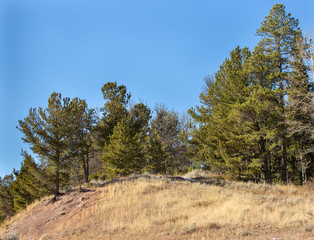 Autumnal trees by a snowy hill