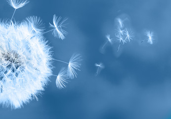 White dandelion on blue - Powered by Adobe