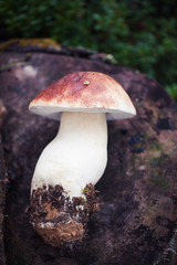 Wild raw boletus mushroom in Latvian forest