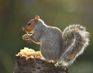 squirrel eating on a stump