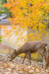 Deer in Nara , Japan