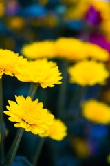 yellow flowers on green background