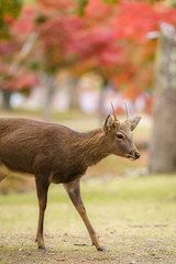 Deer in Nara , Japan