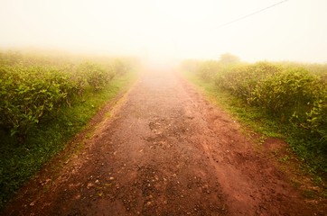 road in the field