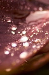 water drops on red background